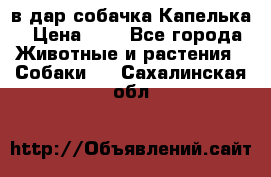 в дар собачка Капелька › Цена ­ 1 - Все города Животные и растения » Собаки   . Сахалинская обл.